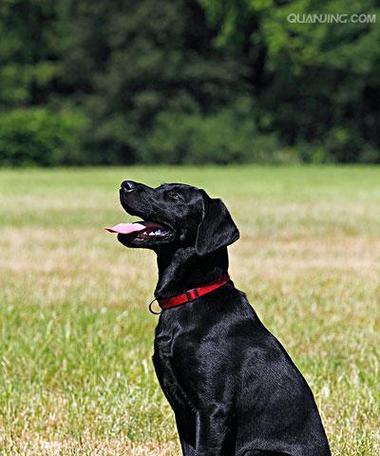 世界顶级导盲犬品种（探索导盲犬世界，了解5大顶级品种）