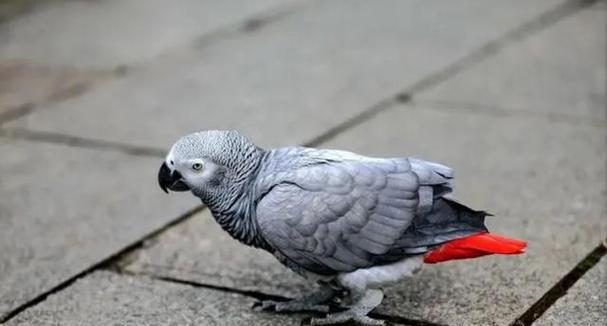 探索越南宠物世界（越南独特的宠物文化与养殖方式）