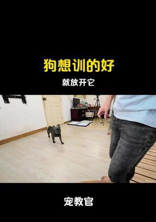 让你的狗狗乖乖跟着你散步的3个技巧（训犬师教你如何训练狗狗一起享受散步的乐趣）