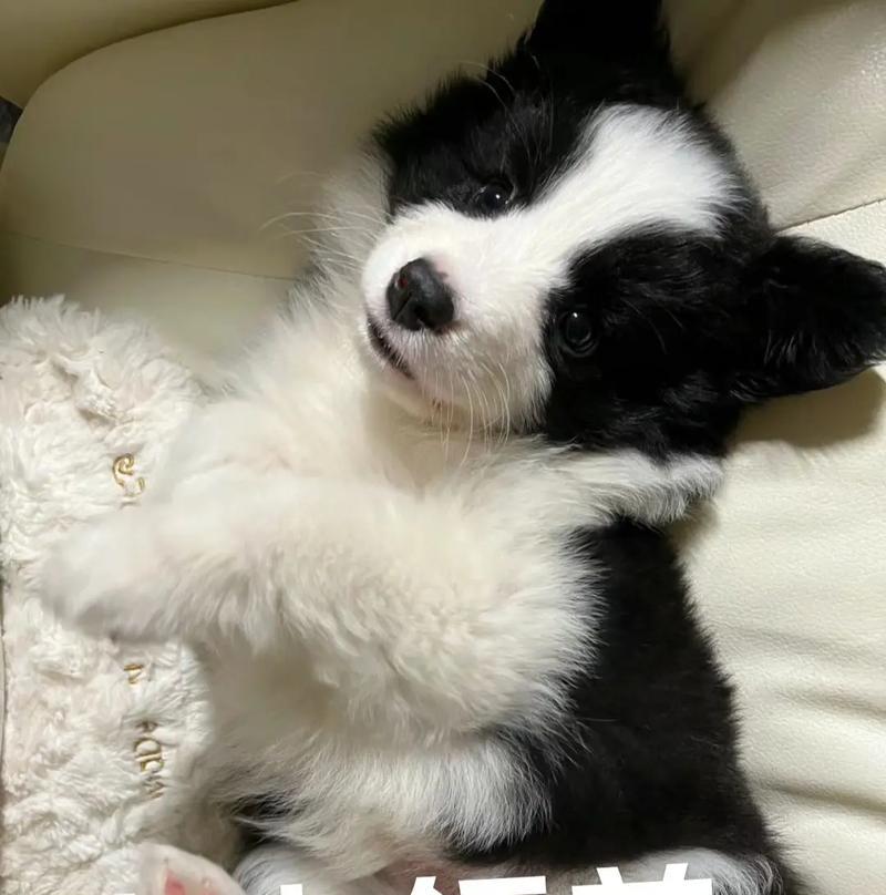 幼犬领养的最佳时机（从哪个月龄开始领养幼犬是最合适的？）