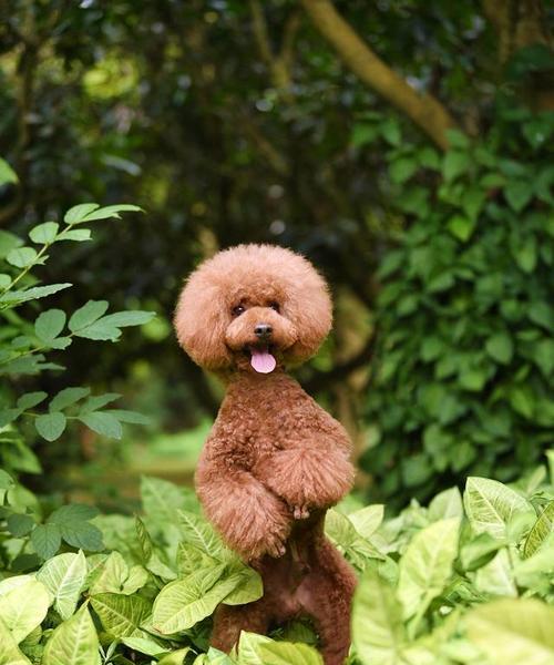 探索狗狗新品种（从混血犬到完美品种，追寻狗狗育种的前沿）