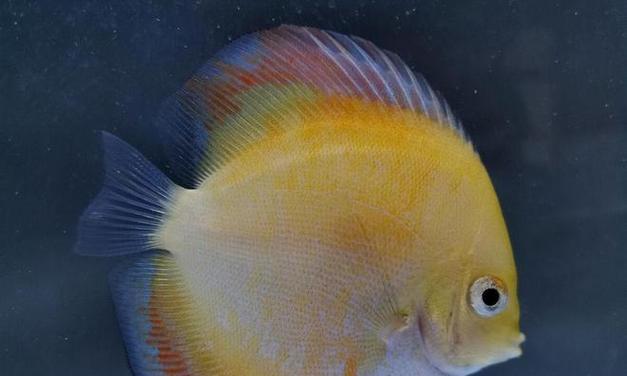 七彩神仙鱼的品种及特点（探索七彩神仙鱼的世界，了解不同品种的魅力）