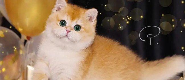 宠物猫咪名称大全——给你的小伙伴取个好名字（宠物猫咪名字大全，帮你找到最适合的名字）