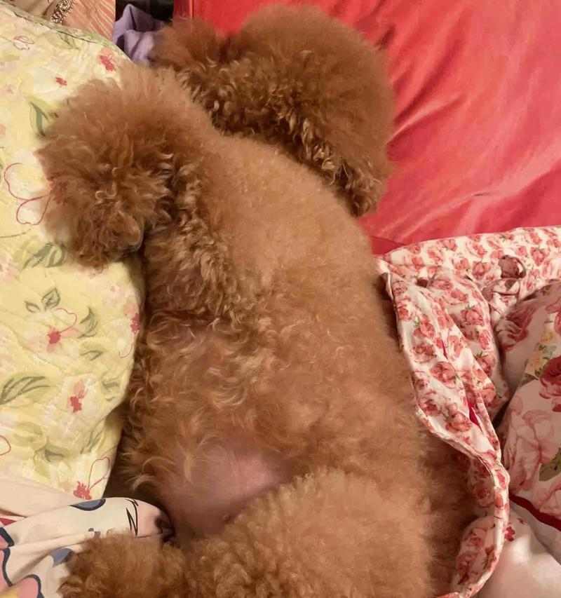 狗妈妈生完孩子后需注意的事项（关爱狗妈妈和新生狗宝宝的健康与幸福）