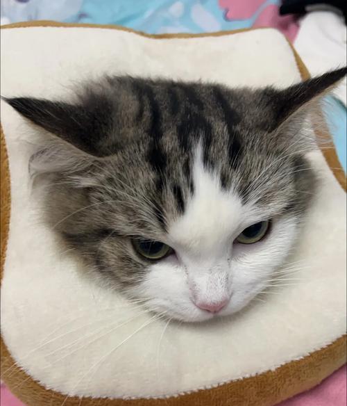 以猫咪绝孕的重要性（保护猫咪健康，控制猫咪数量）