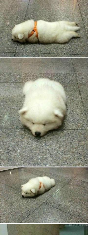 萨摩耶为什么跑不动？（分析萨摩耶体质和运动能力的限制）