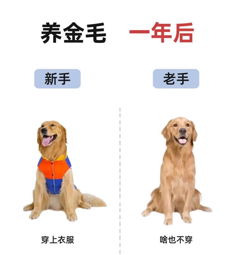 五个月金毛养护指南（关爱宠物健康，从五个月金毛开始）