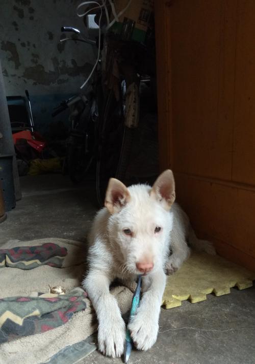 狗尾巴疾病的症状及治疗（揭秘狗尾巴疾病的隐患，保护你的宠物）