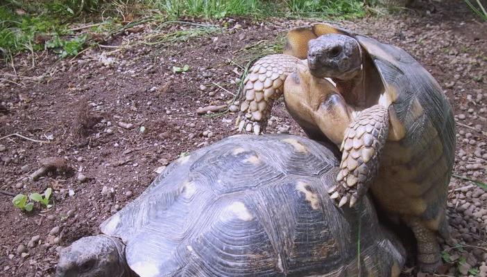 陆龟价格及其贵重性剖析（探寻陆龟价格的背后）