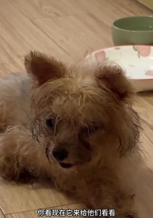 泪痕问题狗狗的护理与解决方法（了解泪痕成因，助你解决狗狗的泪痕问题）