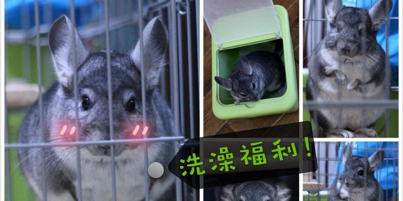 小龙猫的洗澡时间和方法（了解小龙猫洗澡的频率和正确的洗澡方法）