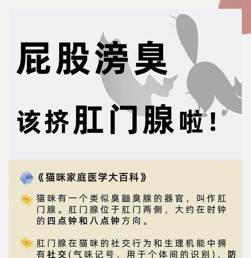 猫咪肛腺挤压频率的科学指导（猫咪肛腺健康关注的必要性与注意事项）