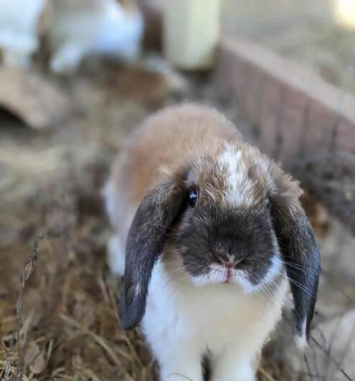 兔子的品种及分类（了解兔子的品种分类和特点）