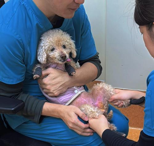 训练泰迪的关键动作（打造快乐、聪明的泰迪宠物）