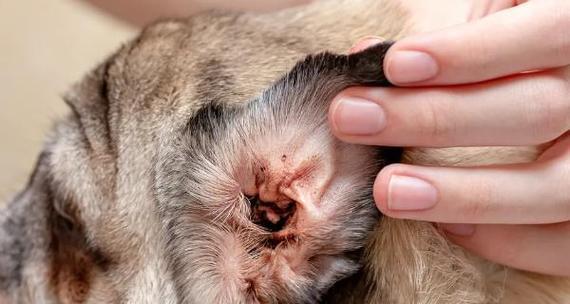 狗狗传染血液寄生虫的五种常见症状（小心！你的宠物可能感染了这些寄生虫）