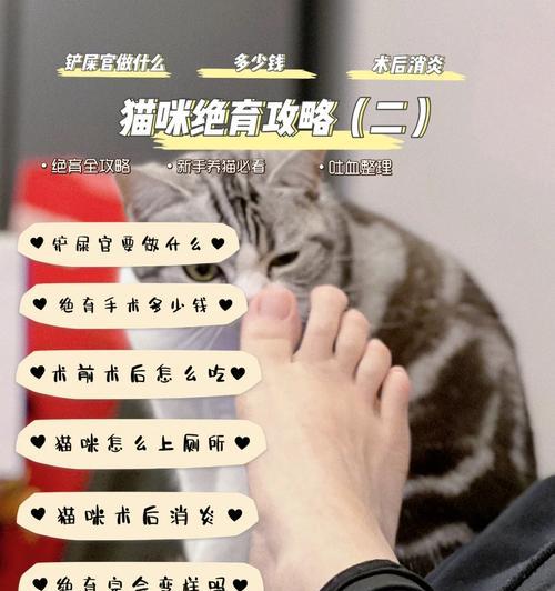 猫咪绝育，切勿贪小便宜（费用不菲，但长远考虑绝对值得投资）