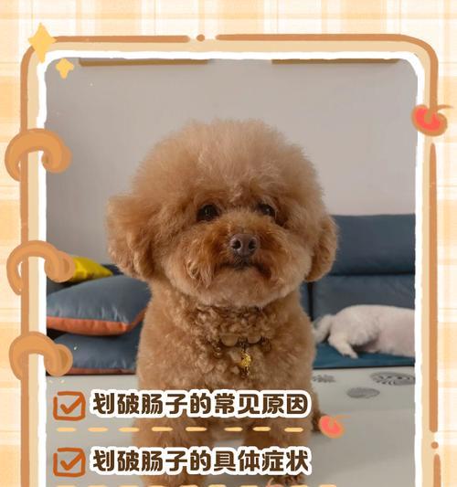 狗吃骨头的最佳煮制时间（为你的狗选择最适合的骨头煮制时间）