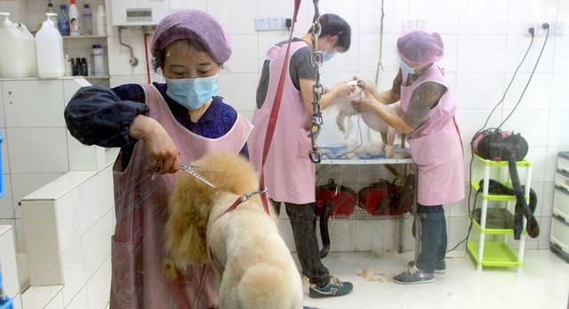 万盛宠物店大观（探索万盛宠物店的多样魅力）