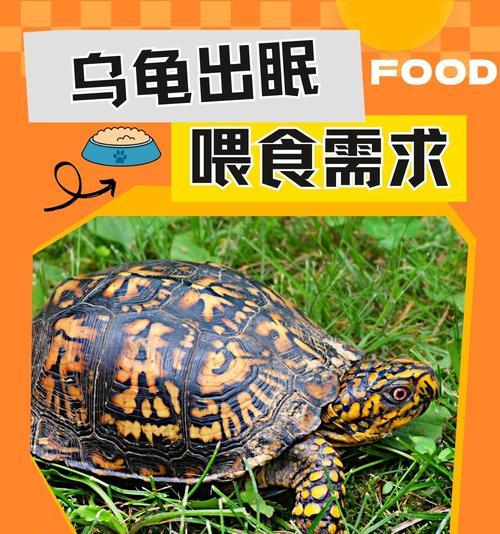 小乌龟的饮食搭配与喂养建议（小乌龟的饮食需求及适宜食物，助你成为贴心的宠物主人）