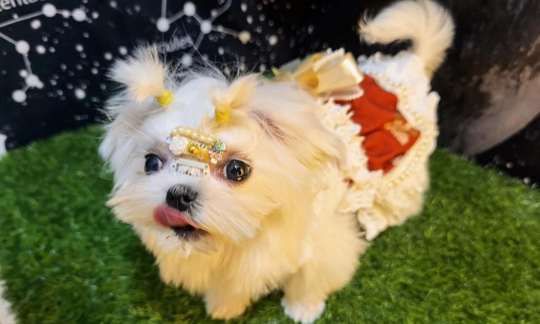 犬球虫感染症状及预防措施（探索犬球虫症状、危害及有效的预防方法）