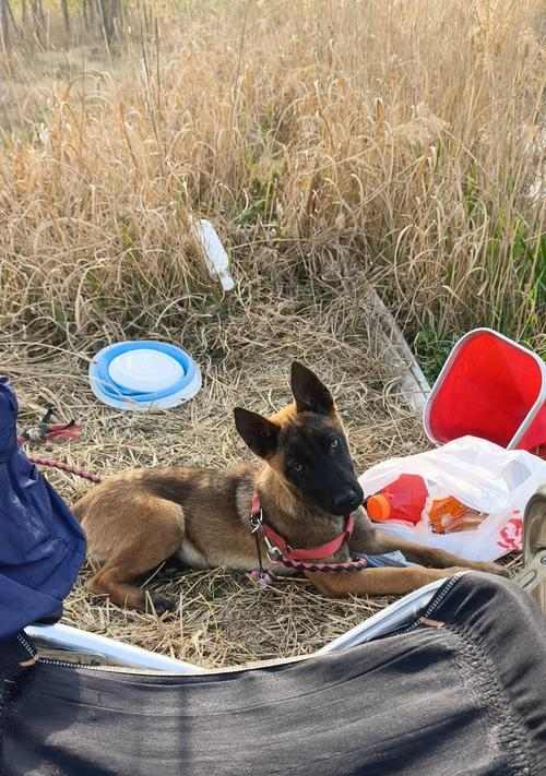 马犬感冒的症状及治疗方法（如何辨别马犬是否感冒？有效的治疗方法分享）