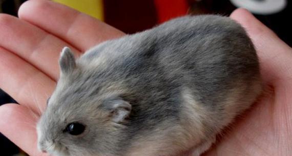 紫衣仓鼠的全面饲养指南（如何让你的紫衣仓鼠健康快乐成长？）