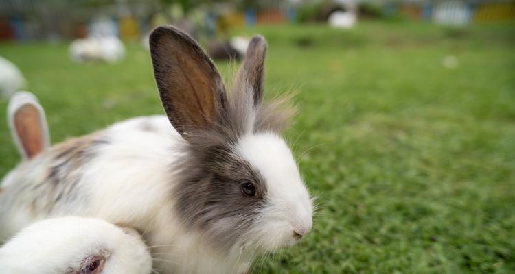 如何科学饲养中国白兔（养殖技巧、饲料配方、保健要点，让您养出健康、高产的中国白兔）