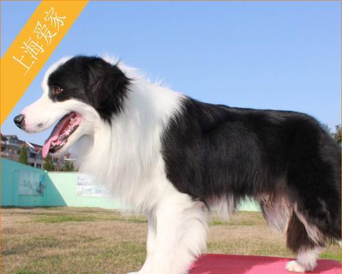 如何训练边境牧羊犬成为听话的宠物（掌握正确的训练技巧，让爱犬成为温顺听话的好伙伴）