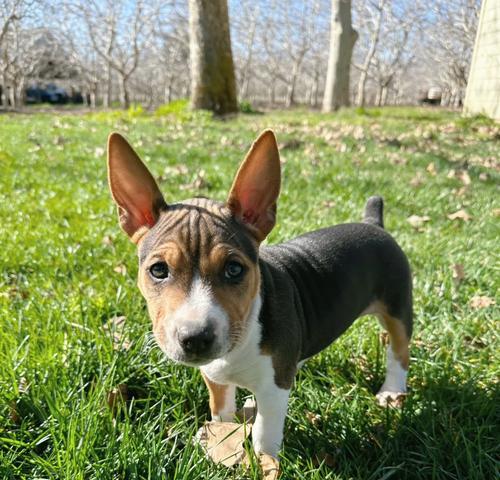 《以捕鼠梗犬为宠物，如何科学饲养》（了解捕鼠梗犬的特点，让它成为你的忠实伴侣）