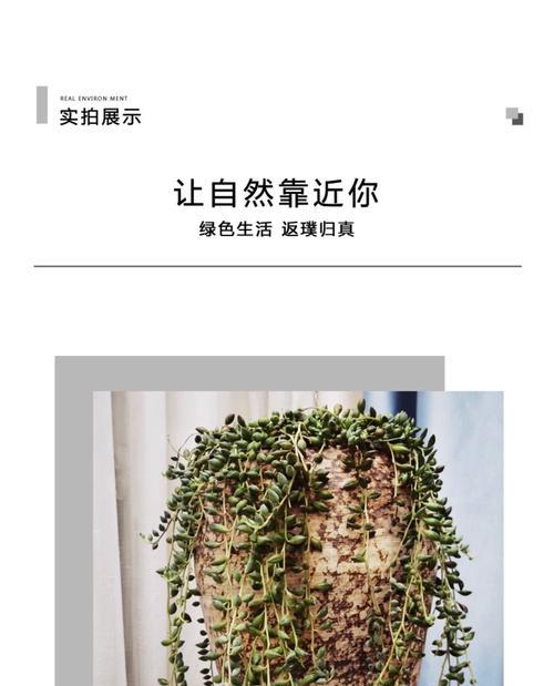 珍珠吊的饲养方法（打造完美水草缸的秘诀）