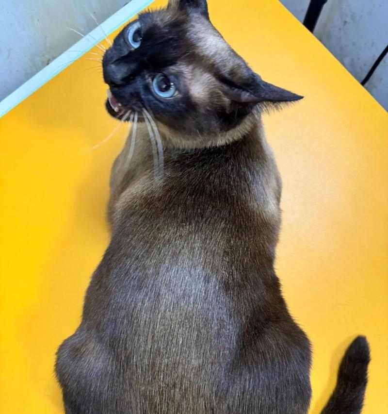 如何正确给宠物猫咪洗澡（掌握关键技巧，让猫咪洗澡不再难）