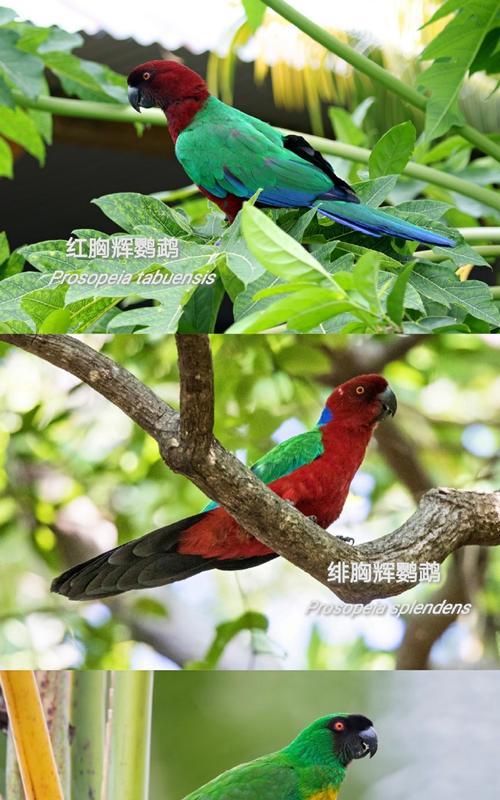 杜可波氏凤头鹦鹉饲养指南（了解这些关键点，让你成为杜凤饲养达人！）