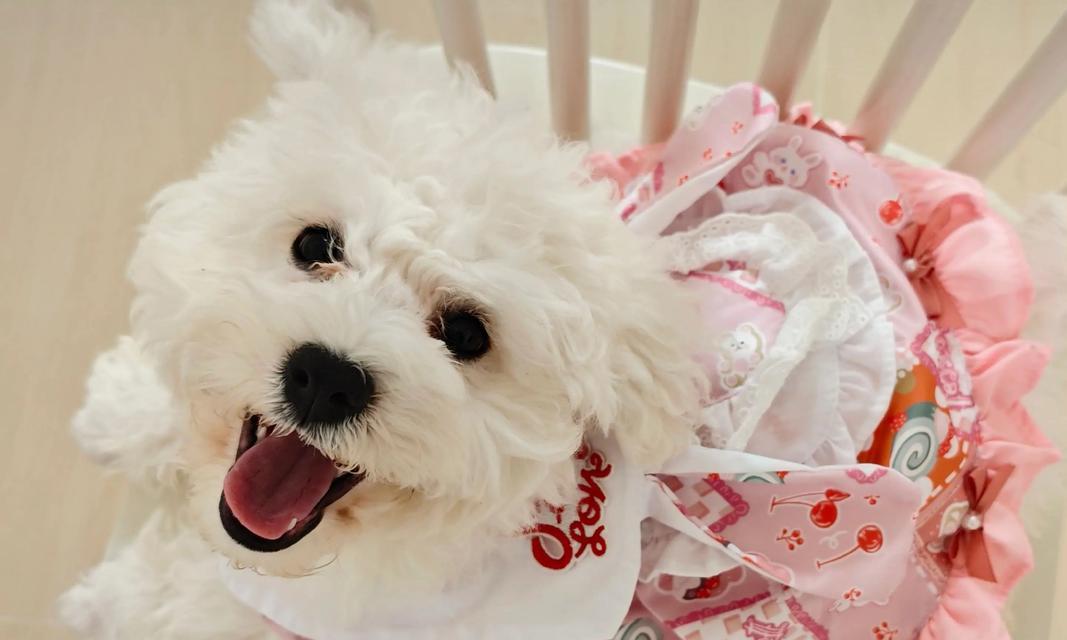 初养比熊犬必知的15个要点（如何养护刚出生的比熊犬，让它成为你的最佳伴侣？）