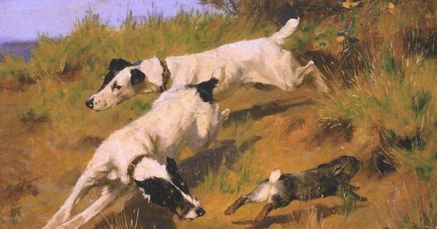 如何科学地饲养平毛猎狐梗？（了解平毛猎狐梗的特点，让它们健康快乐成长）