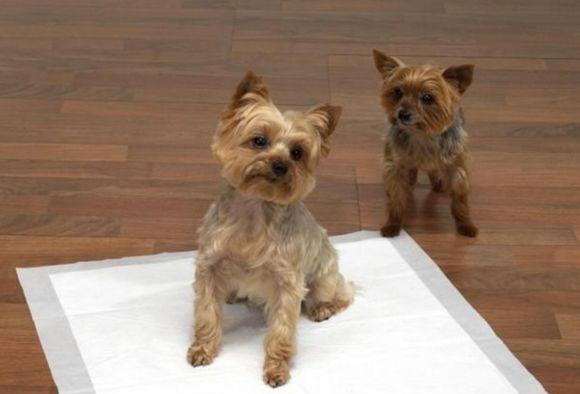 狗狗为什么会露出来怎么办？（了解狗狗露齿行为的原因及应对方法）