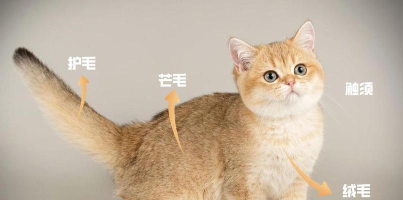 探究猫咪换毛的季节变化（揭秘猫咪换毛的周期及养护技巧）