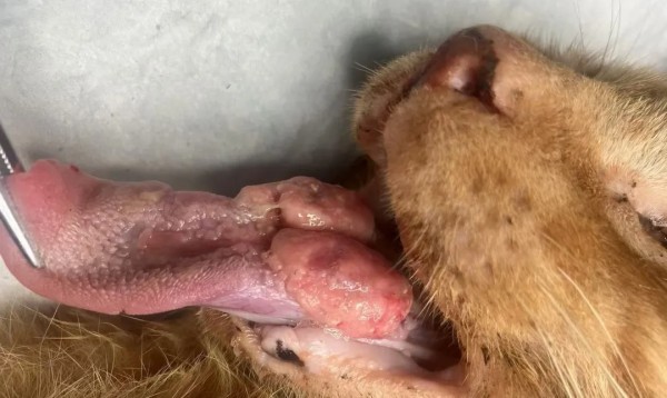 1月19日【杭州】(第122期)丨外科手术(中阶)实战班，2人/组提供一猫一狗，实操超多！