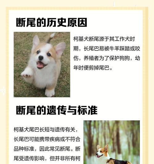 以柯基断尾的方法是什么？（了解宠物断尾术，保护你的柯基宝贝）