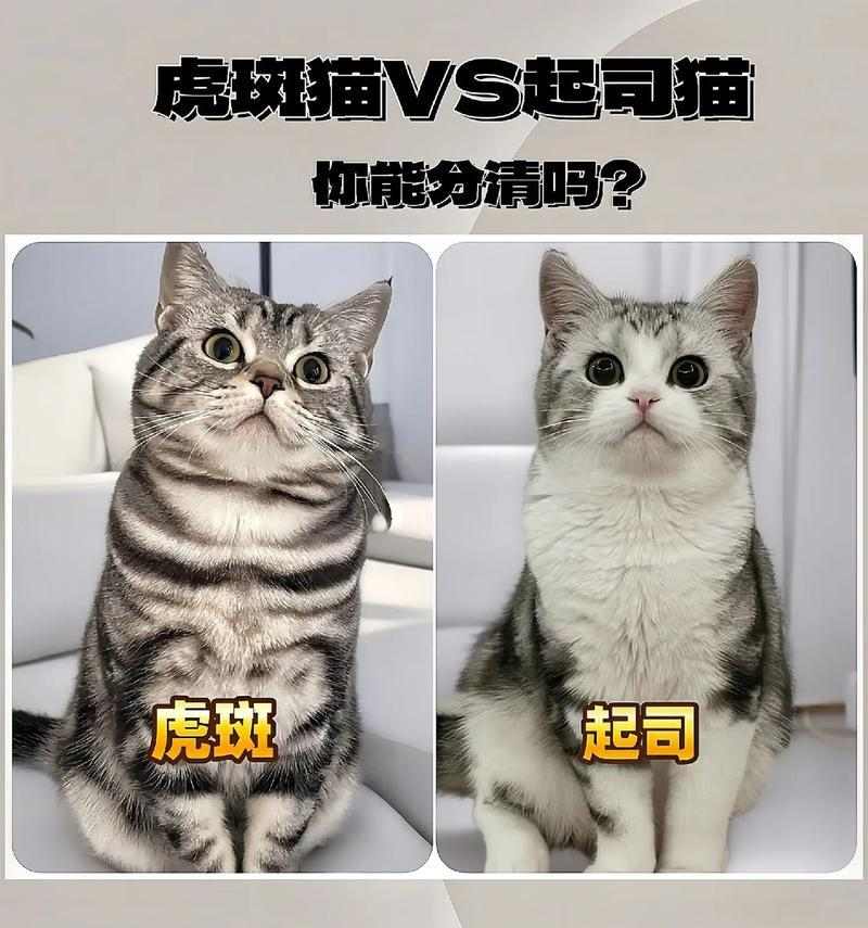 起司猫和布偶的奇妙配种（探究这种新兴的宠物品种和人们对它的热情）