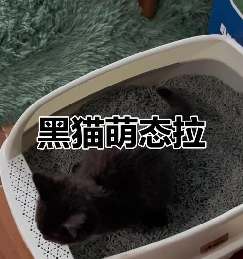 猫咪一天没拉屎是否正常？（了解猫咪的消化系统和行为习惯，判断它是否需要就医）