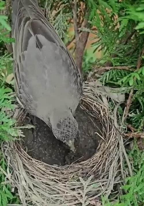 安第斯灰鸫的饲养方法——打造温馨的宠物家园（从生活习性到饲养技巧，全方位解析安第斯灰鸫的养殖要点）