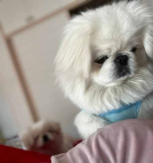 狗狗什么时候睁眼？（探究幼犬睁眼的时间与原因，）