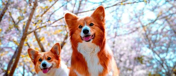 狗狗来月经需要吃什么水果？（了解这些水果，让狗狗更健康！）