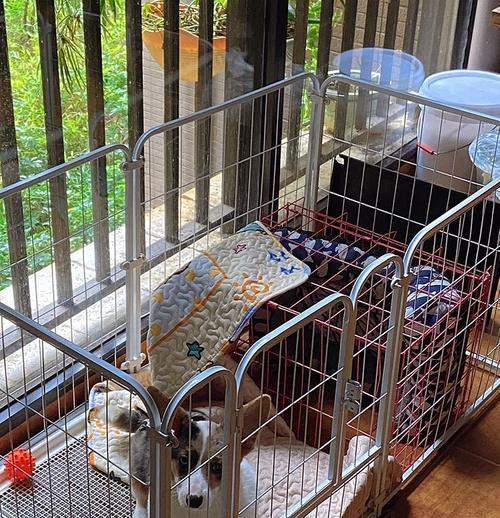 如何防止宠物犬在夜晚乱叫？（15个有效方法让你的宠物犬安静一夜）