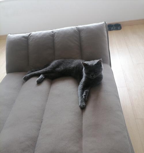 为什么吃猫粮要喝水？（猫咪缺水会带来哪些危害？）