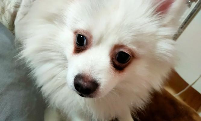 银狐犬乱吃东西怎么办？（宠物饮食管理及疾病预防）