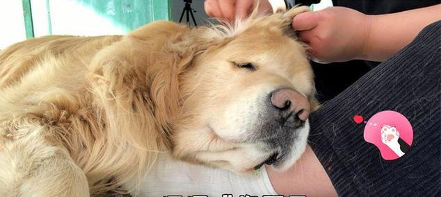 如何给金毛清理耳朵（宠物耳朵清理方法详解）