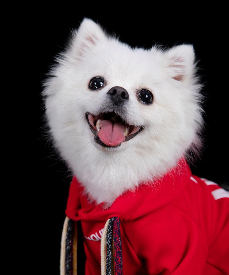 拥有一只活力十足的博美犬，如何给它做运动？（为你的宠物制定一份运动计划，让它更健康快乐）