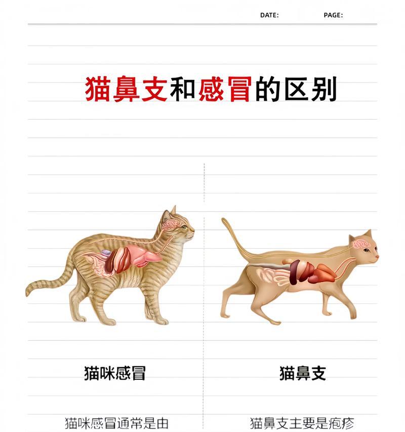如何应对猫咪感冒打喷嚏？（掌握5大方法，让宠物猫咪健康快乐。）