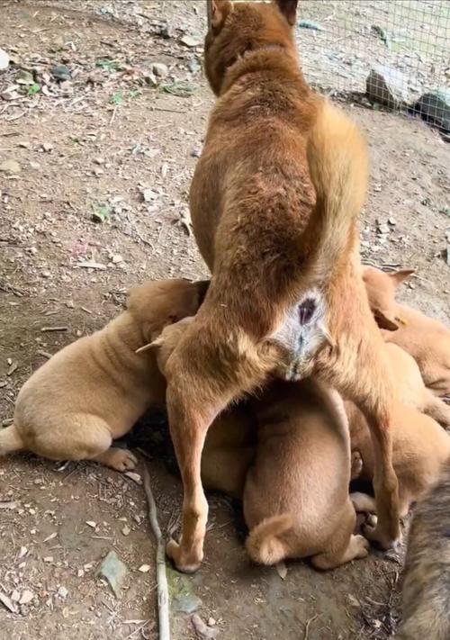 狗狗的外八内八走路原因分析（探究狗狗走路姿势的背后）